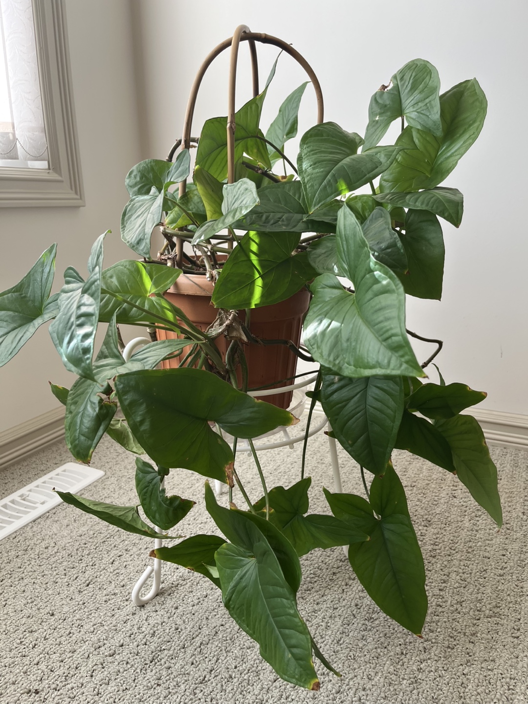 Syngonium Podophyllum Plant - photo 2