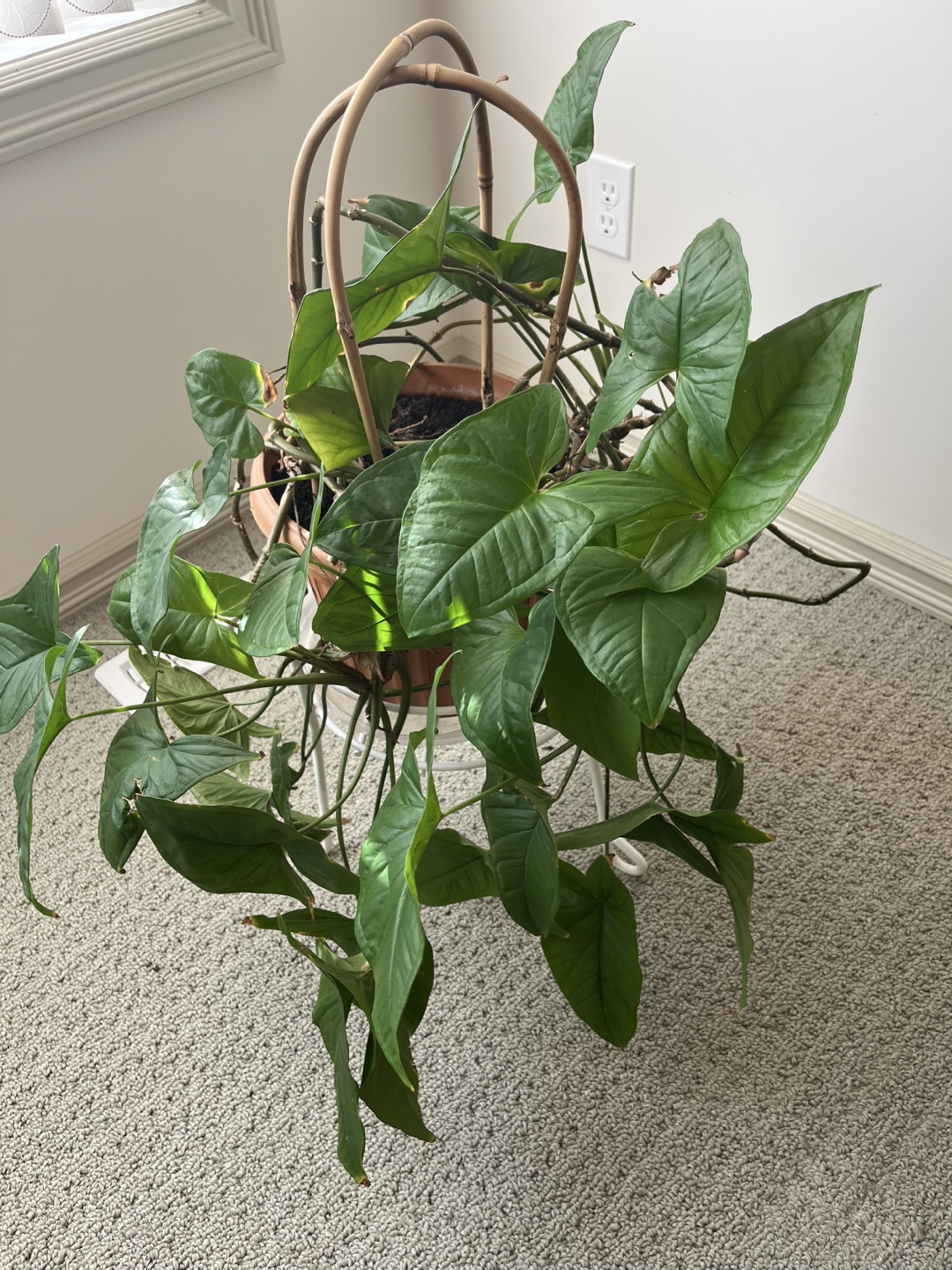 Syngonium Podophyllum Plant - photo 4