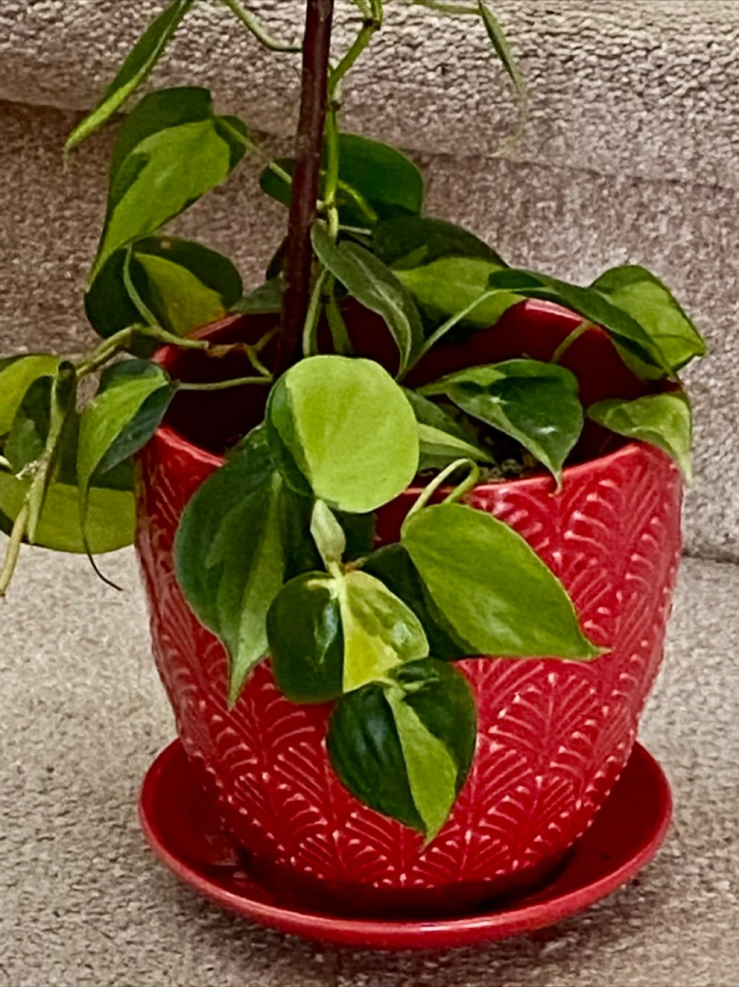 🍁🍁 Beautiful Potted Philodendron Plant thumbnail