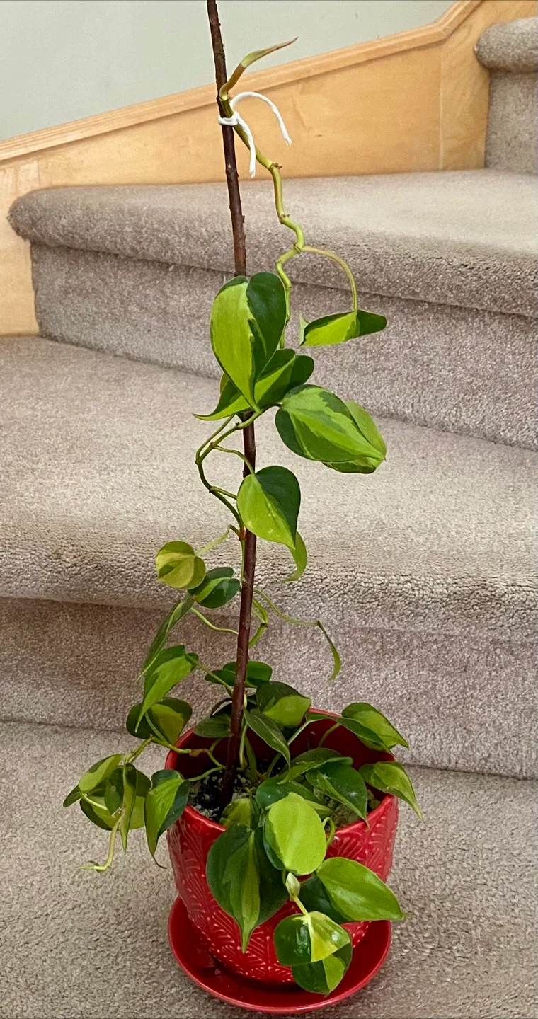 🍁🍁 Beautiful Potted Philodendron Plant image indicator(3)