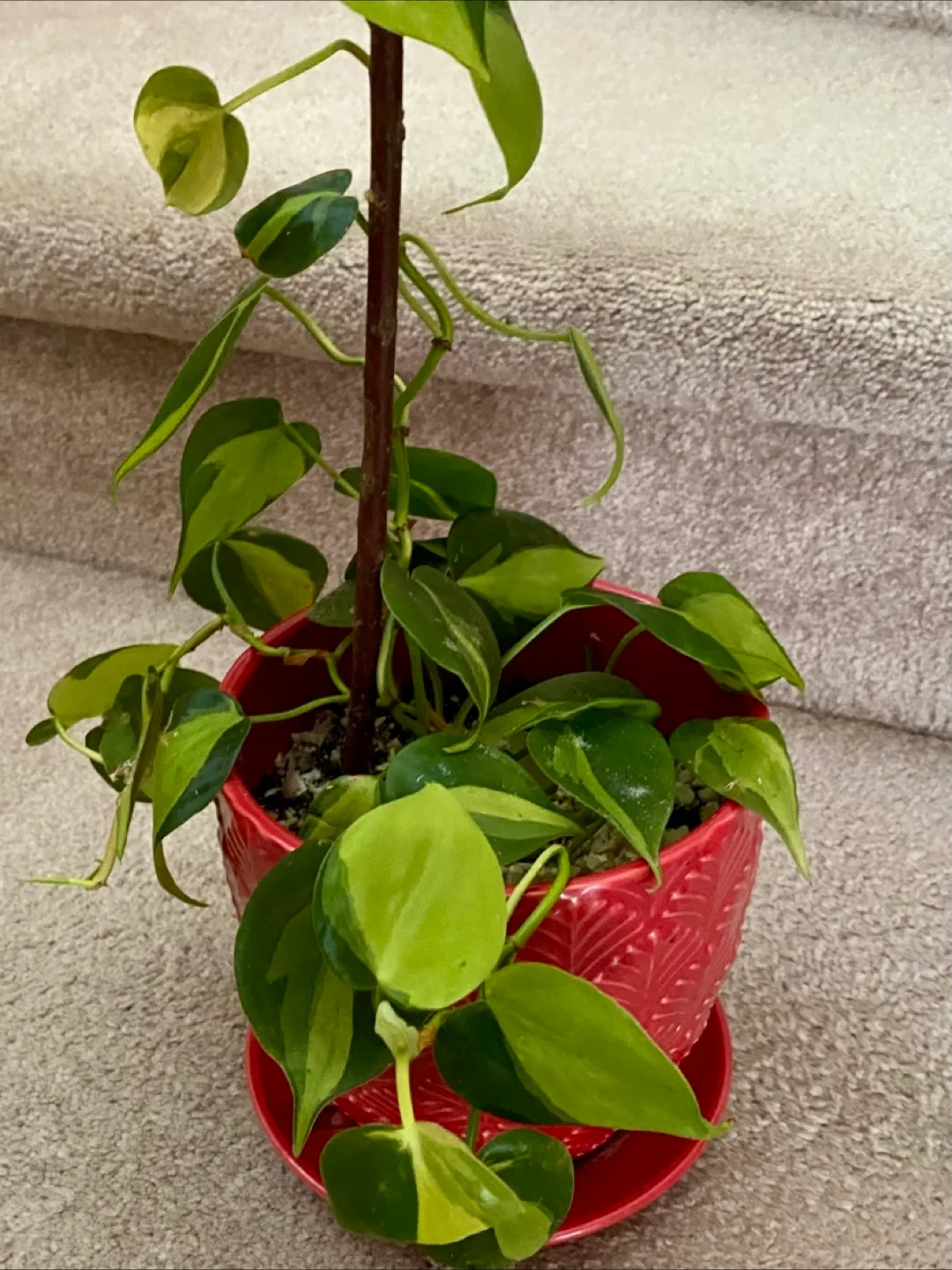 🍁🍁 Beautiful Potted Philodendron Plant image indicator(2)