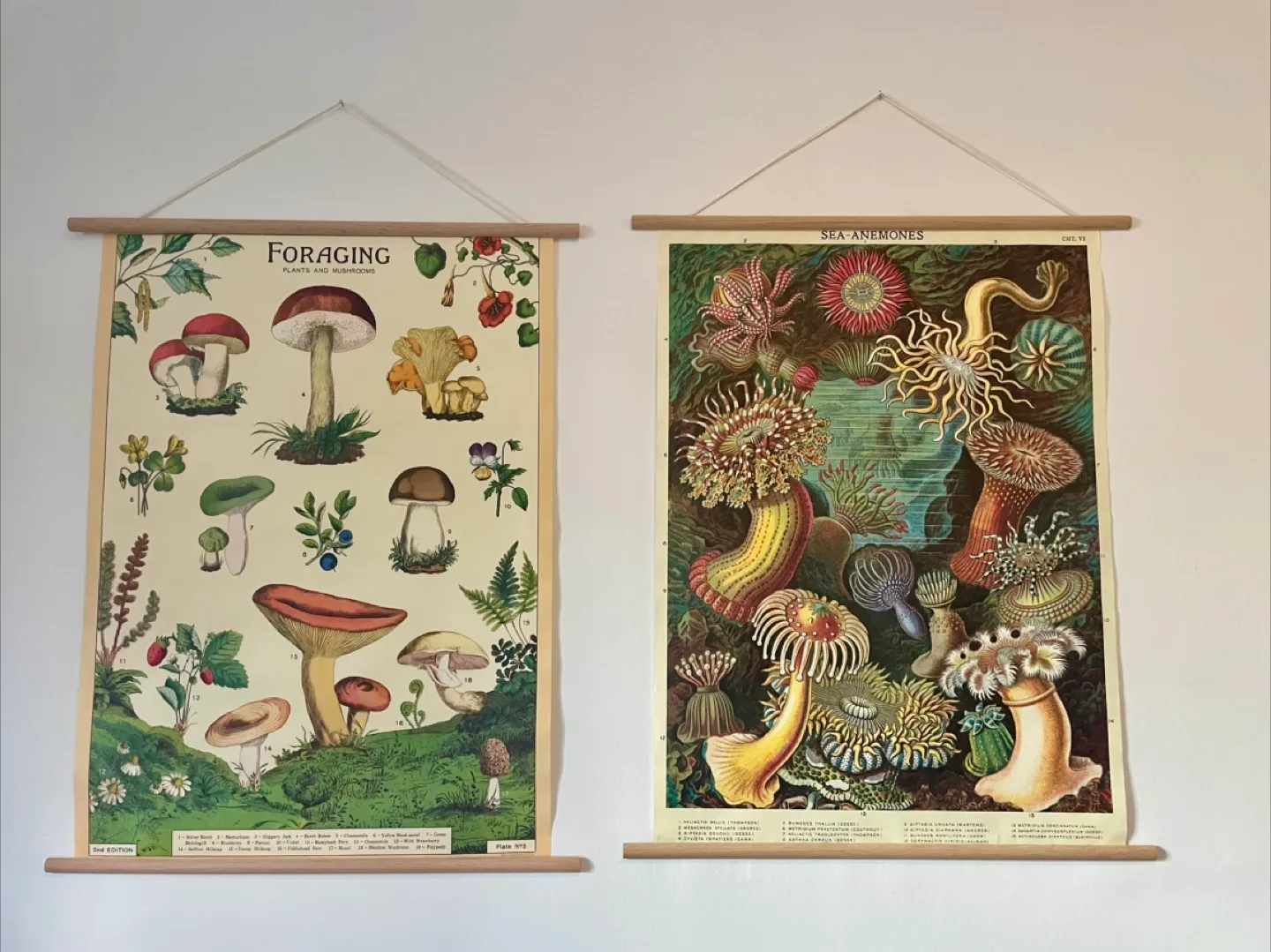 Mushroom and Sea Anemone Poster Art with wooden frames thumbnail