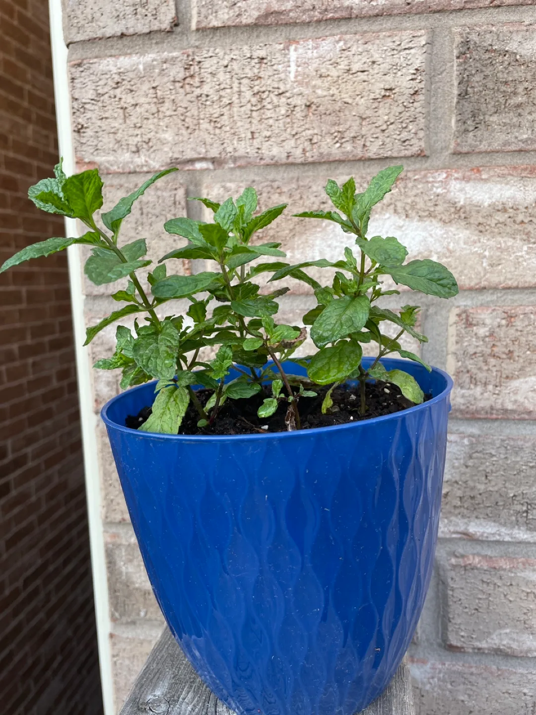 Mint Plant in Blue Pot thumbnail