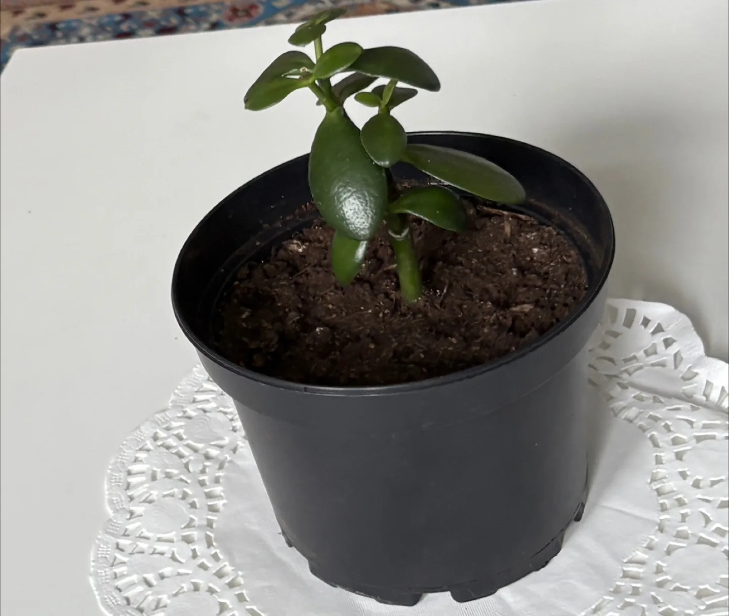 Jade Plant in Black Pot thumbnail