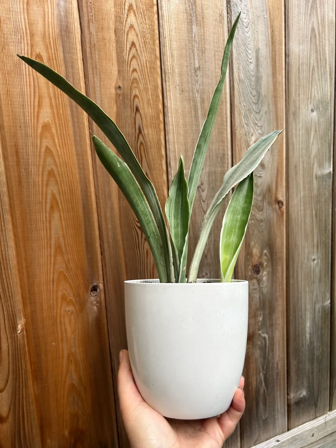 Snake plant - Sansevieria trifasciata ‘Metallica’ thumbnail