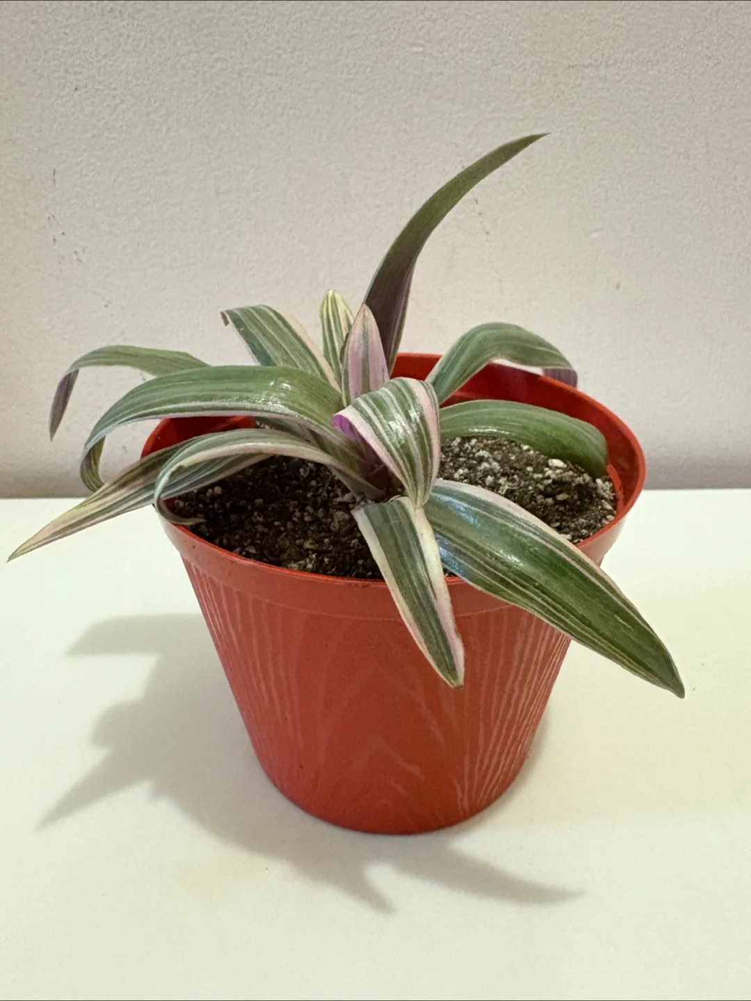 Oyster Plant Houseplant - 4.75in pot thumbnail