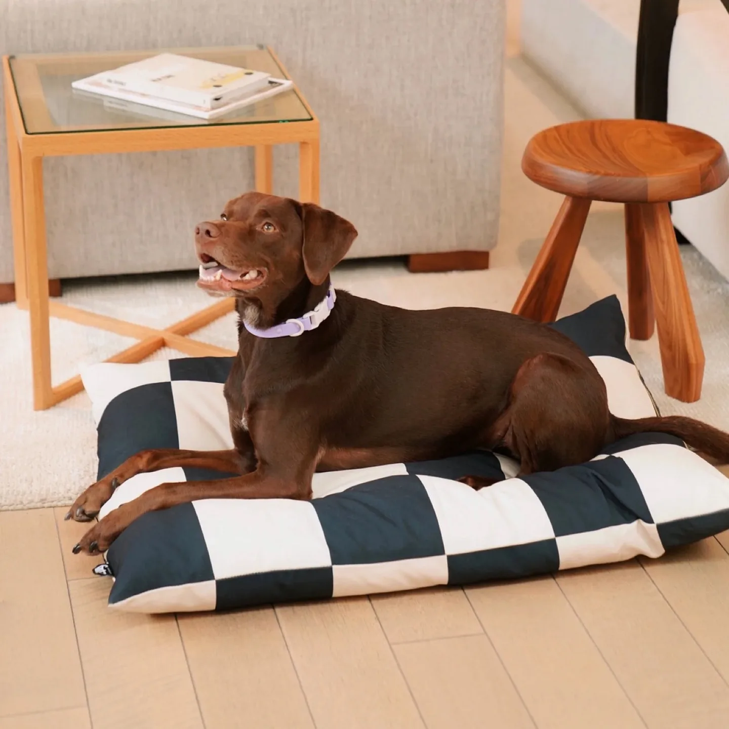 Fritz Dog Bed in Check thumbnail