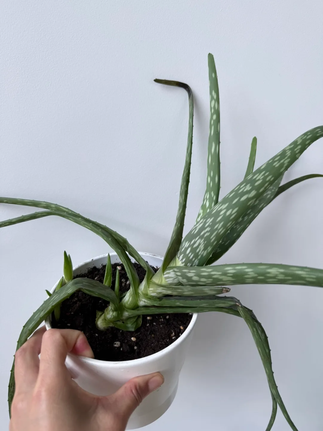 Aloe Vera Plants 🪴 thumbnail