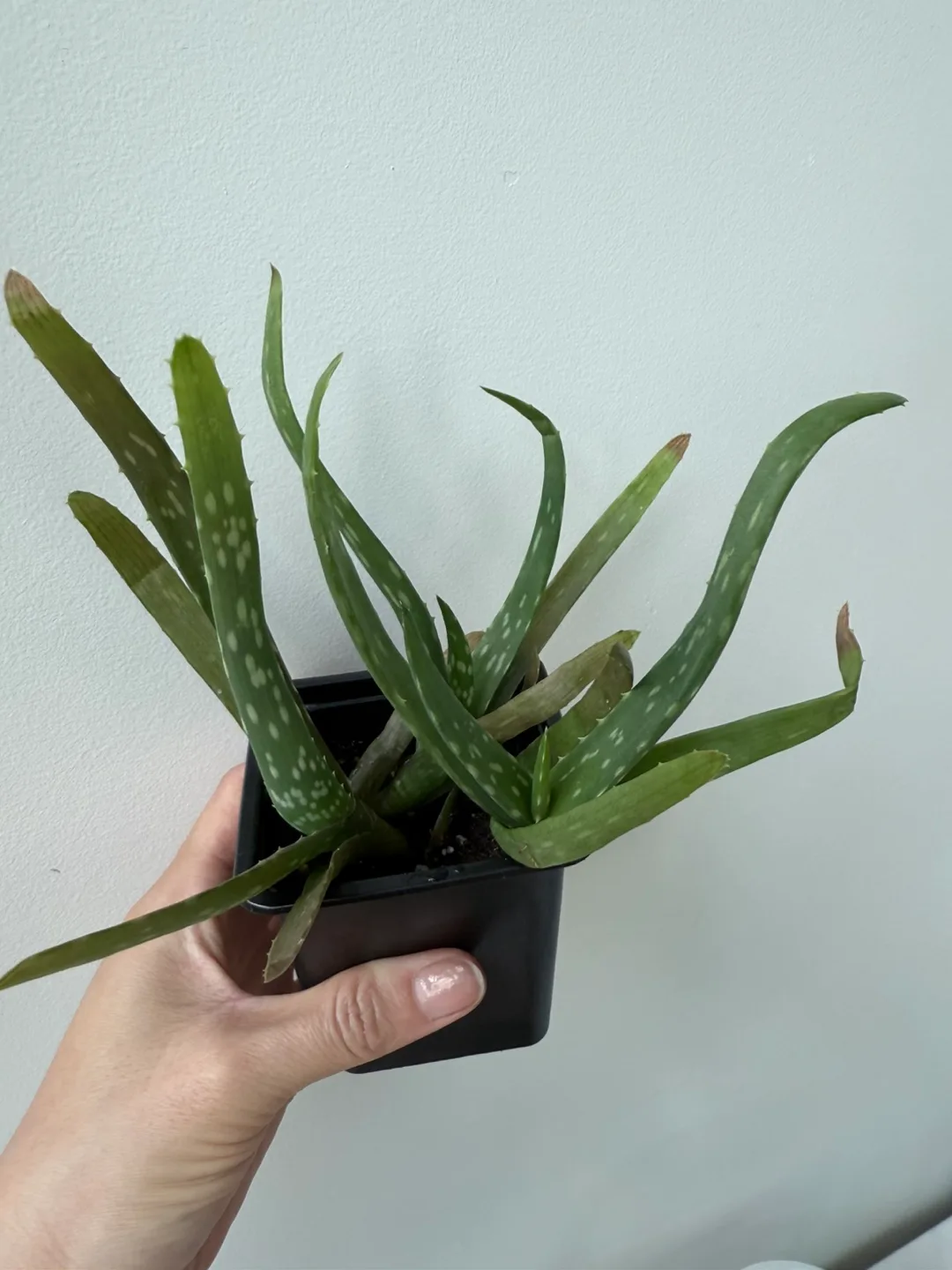 Aloe Vera Plants 🪴 thumbnail