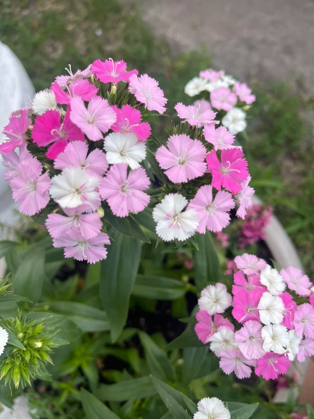 Flower already blooming! 🧡 thumbnail