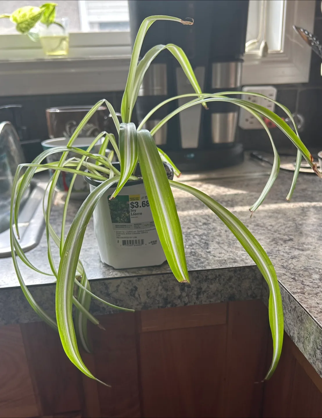 Spider plant in pot thumbnail