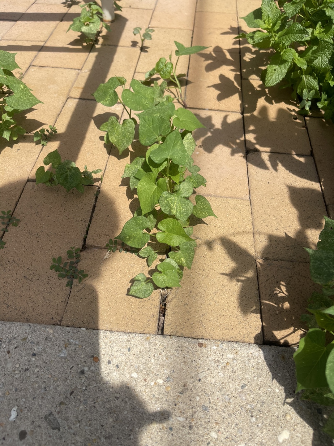 🧡free morning glory plants - photo 4