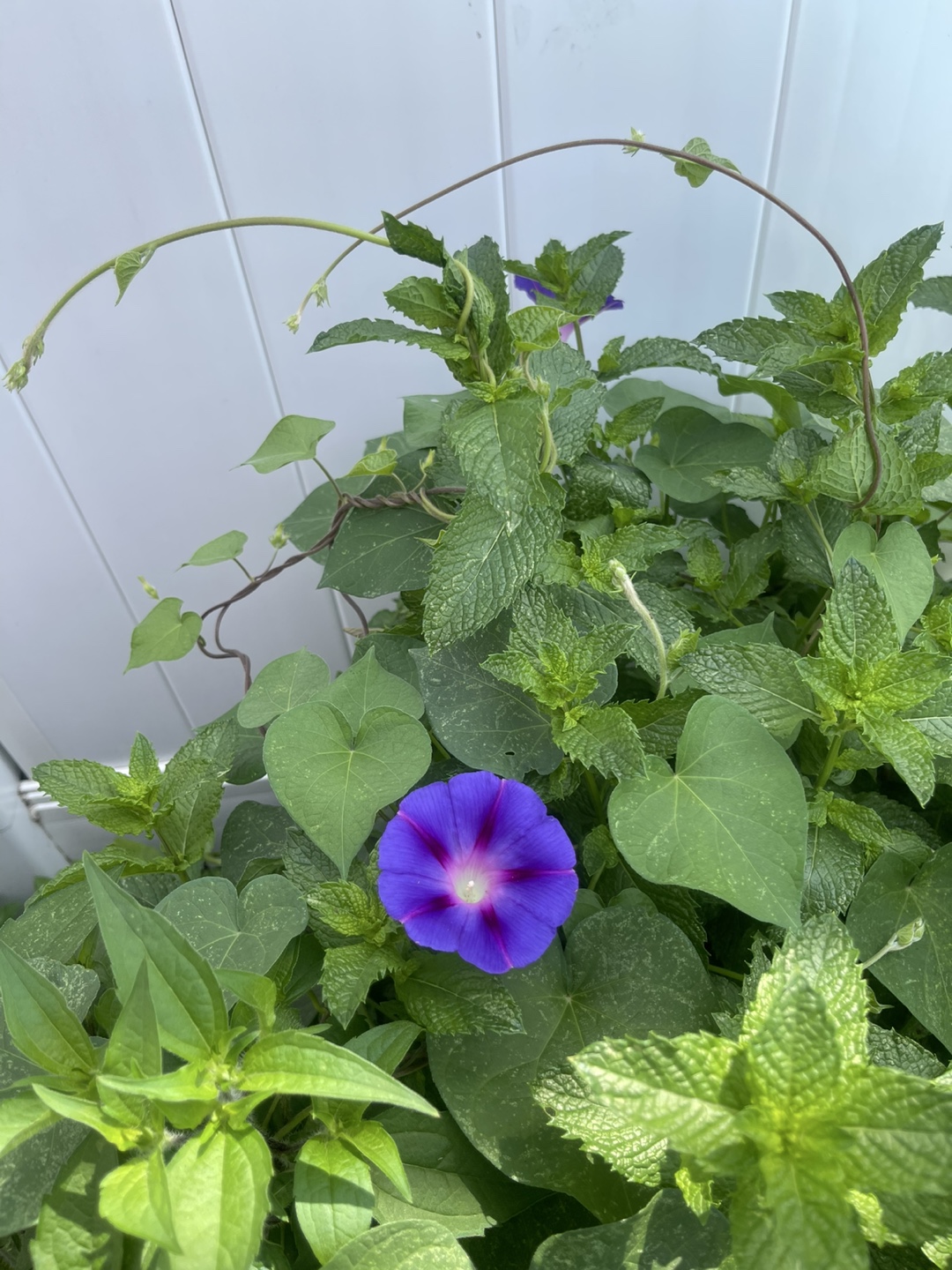 🧡free morning glory plants