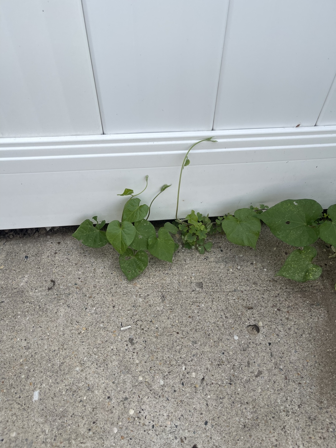 🧡free morning glory plants - photo 5