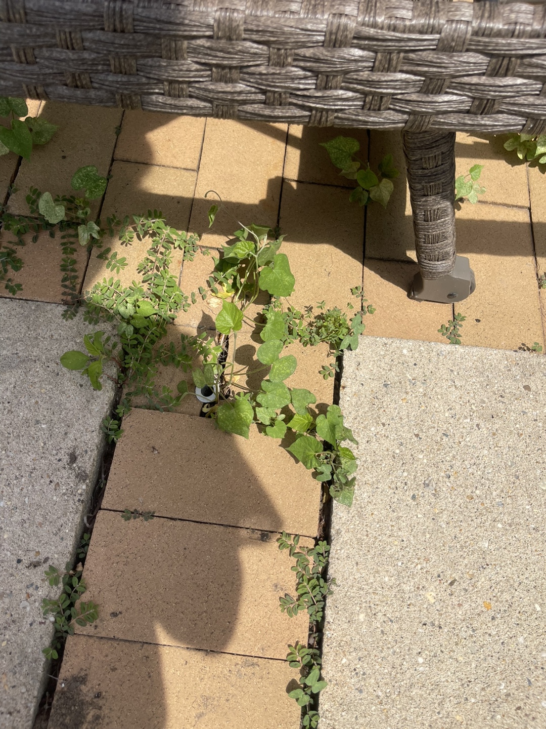 🧡free morning glory plants - photo 3