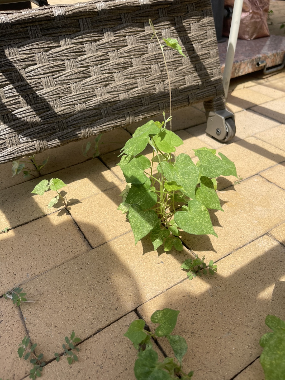 🧡free morning glory plants - photo 2