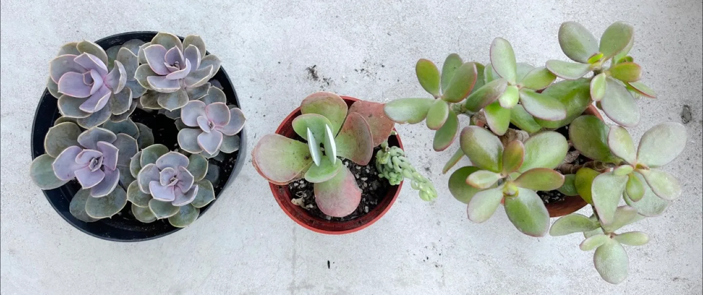 Succulents 🇨🇦 thumbnail