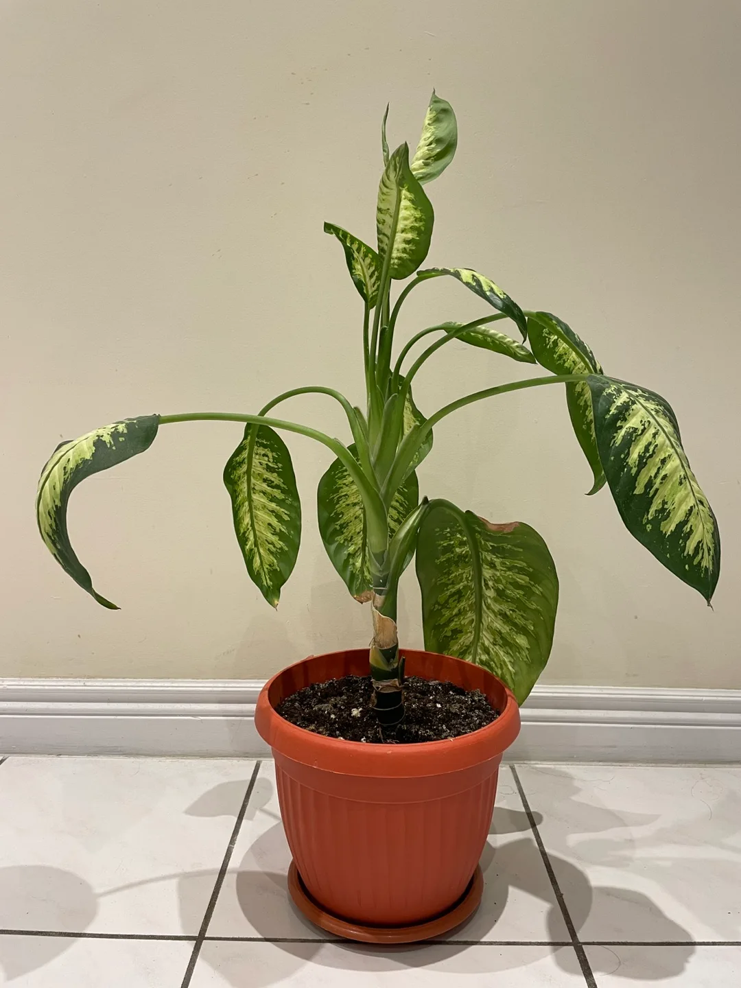 Potted Dieffenbachia Plant thumbnail