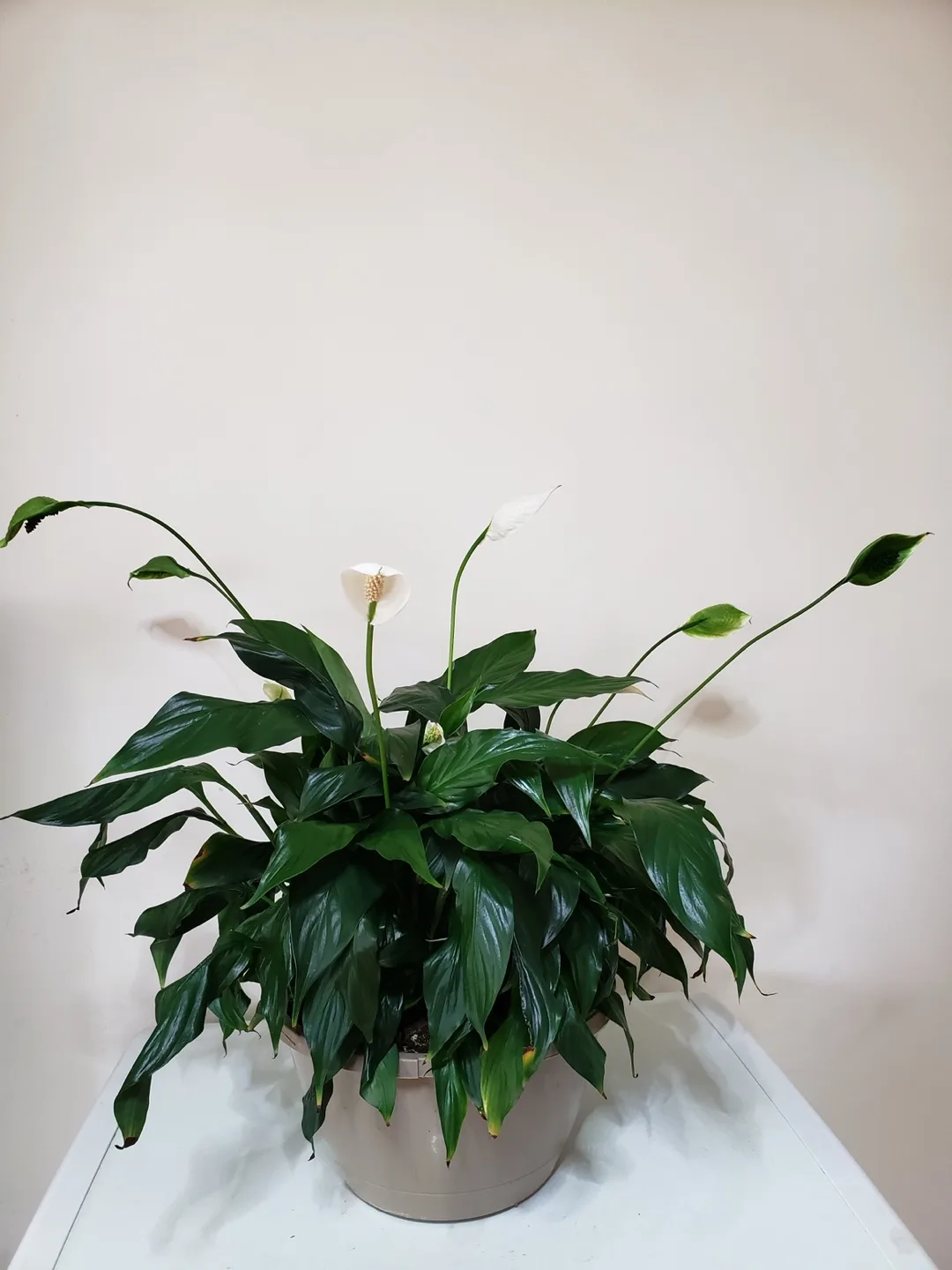 Peace Lily Plant thumbnail