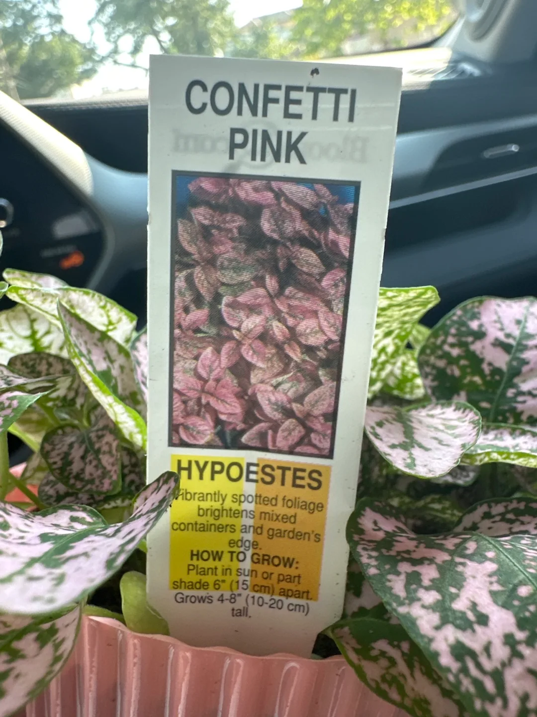 Confetti Pink Hypoestes Plant 🧡 image indicator(2)