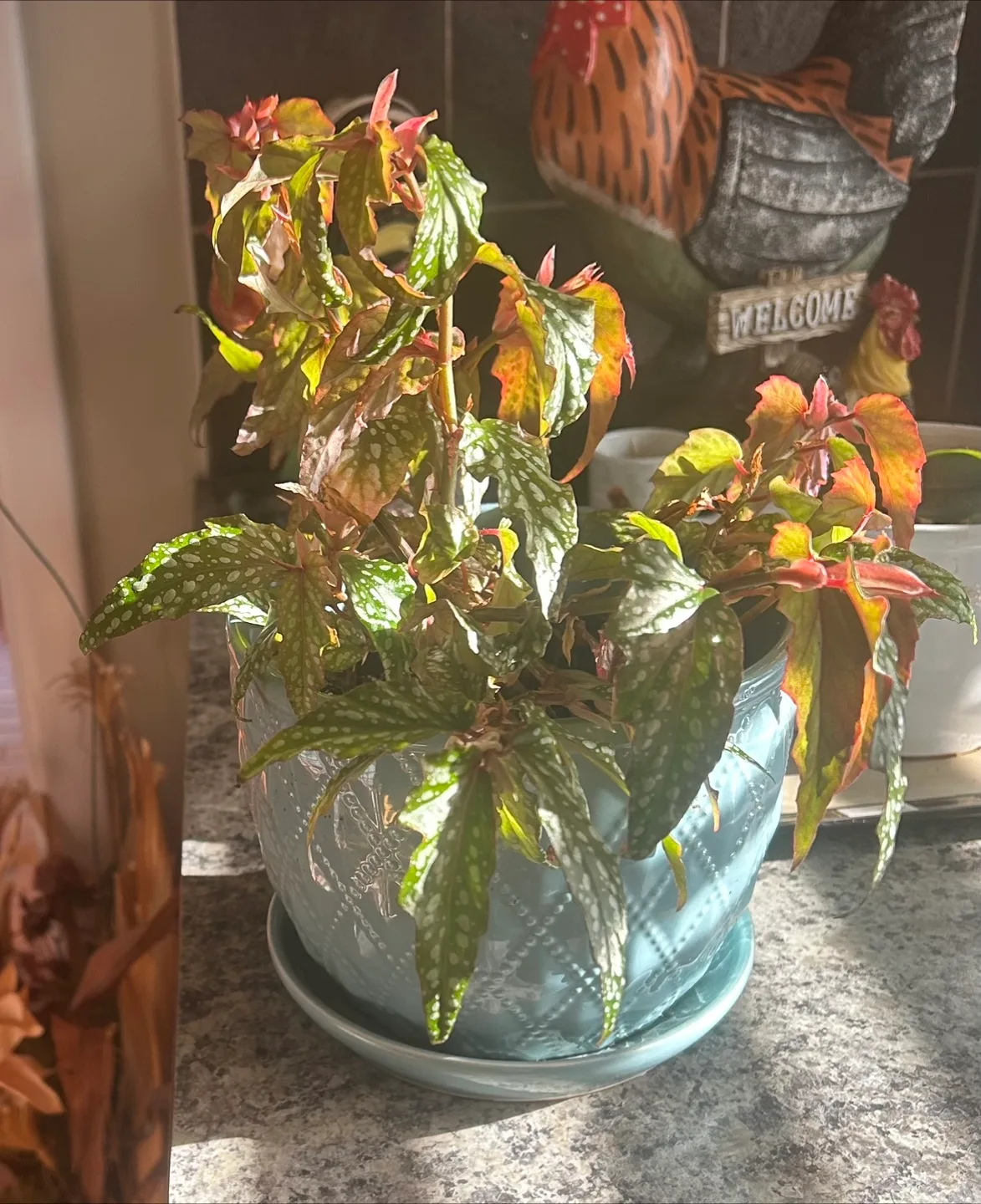 Angel Wing Begonia Plant in Blue Pot thumbnail