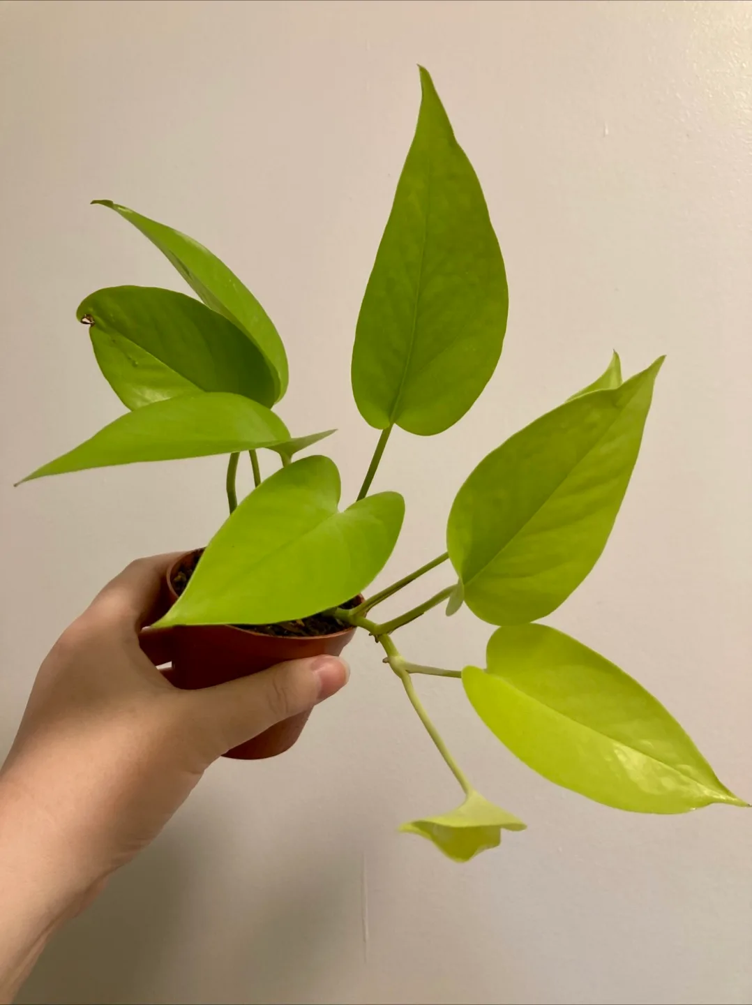 Neon Pothos thumbnail