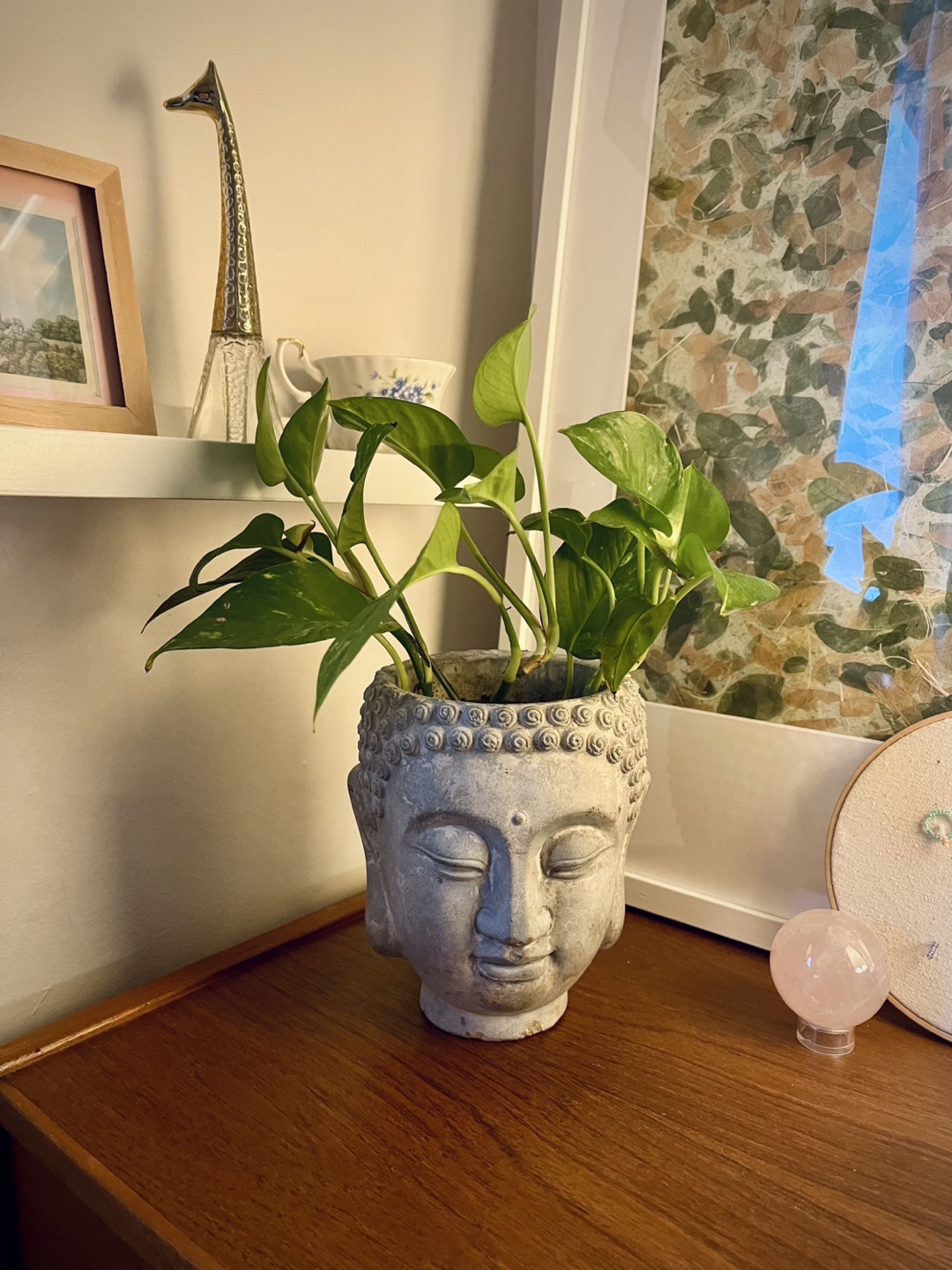 Buddha Head Concrete Planter + Golden Pothos Plant