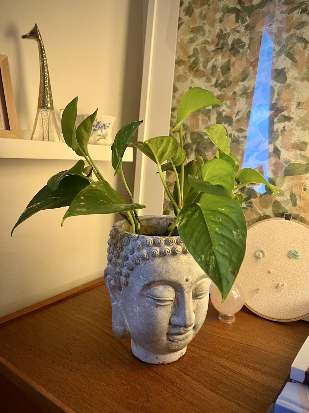 Buddha Head Concrete Planter + Golden Pothos Plant - photo 3