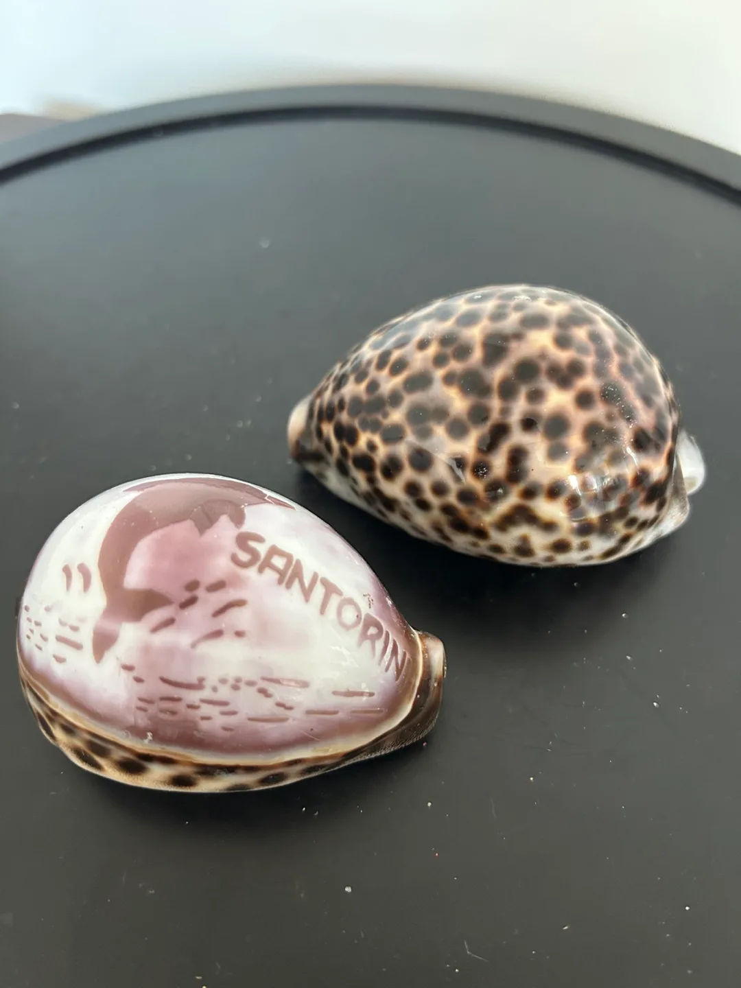 Two Decorative Seashells 🇨🇦 thumbnail