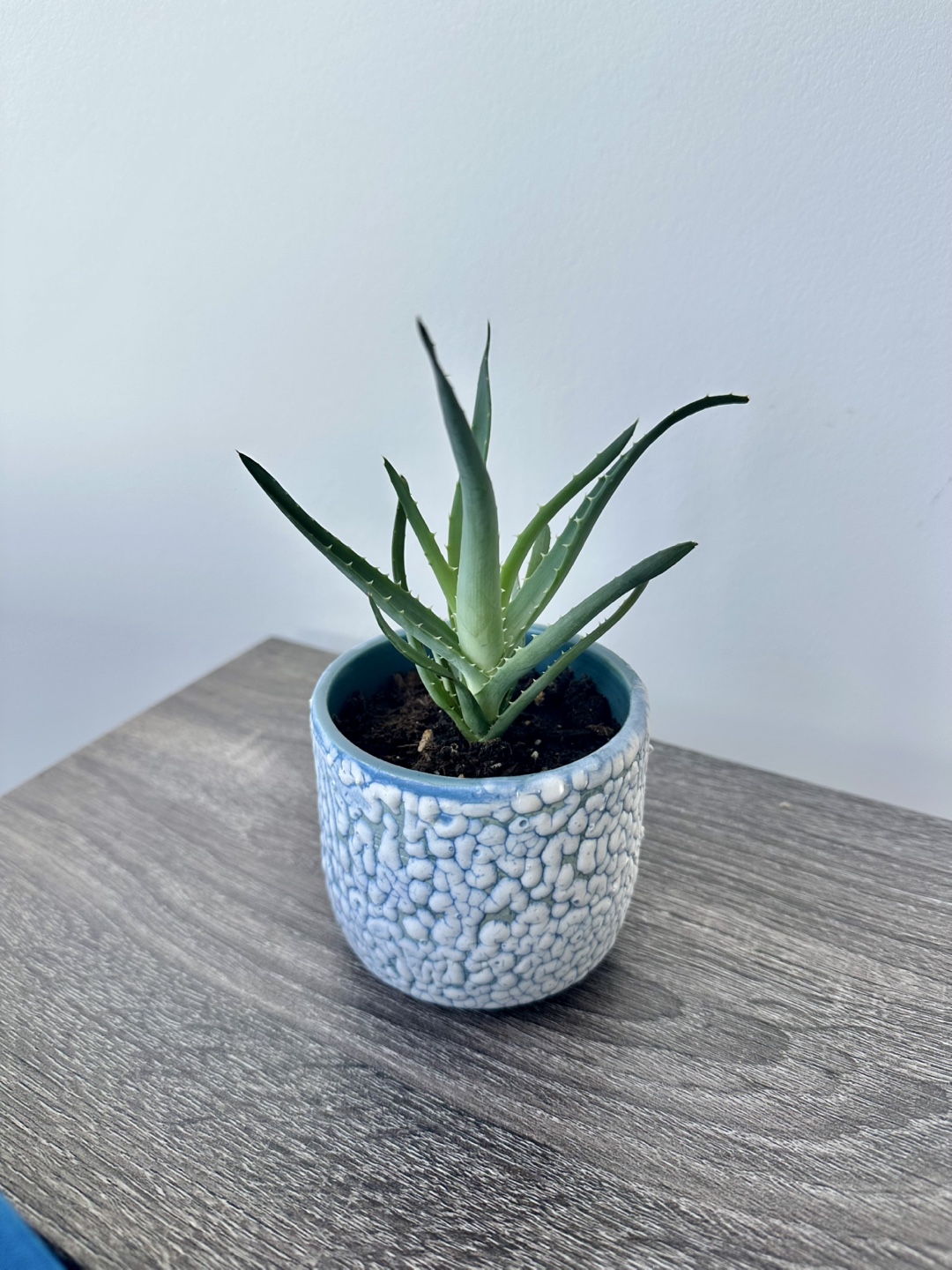 Potted Aloe Plant