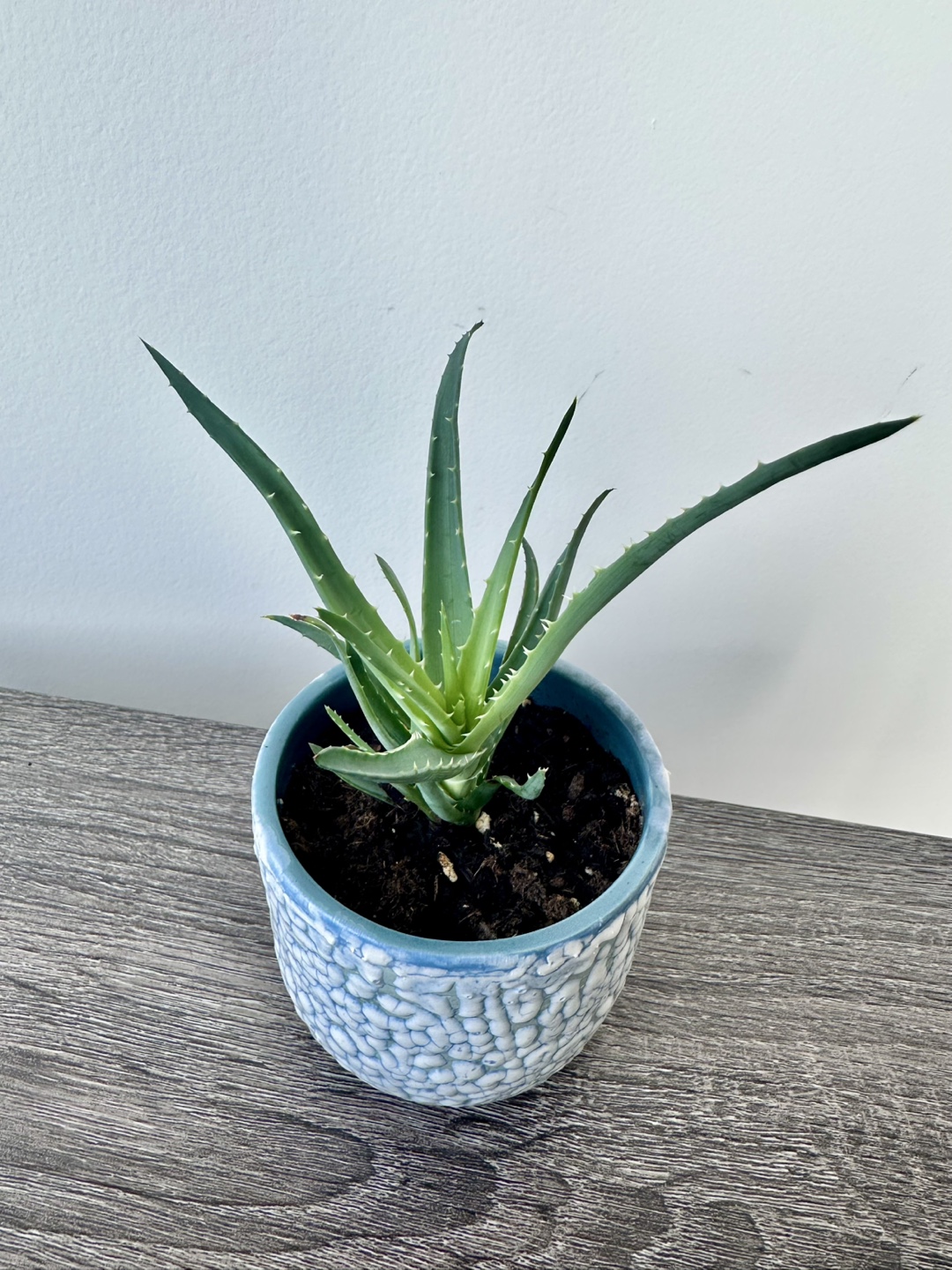 Potted Aloe Plant - photo 2