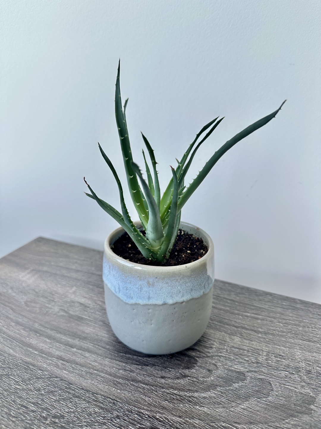 Aloe Plant in Ceramic Pot