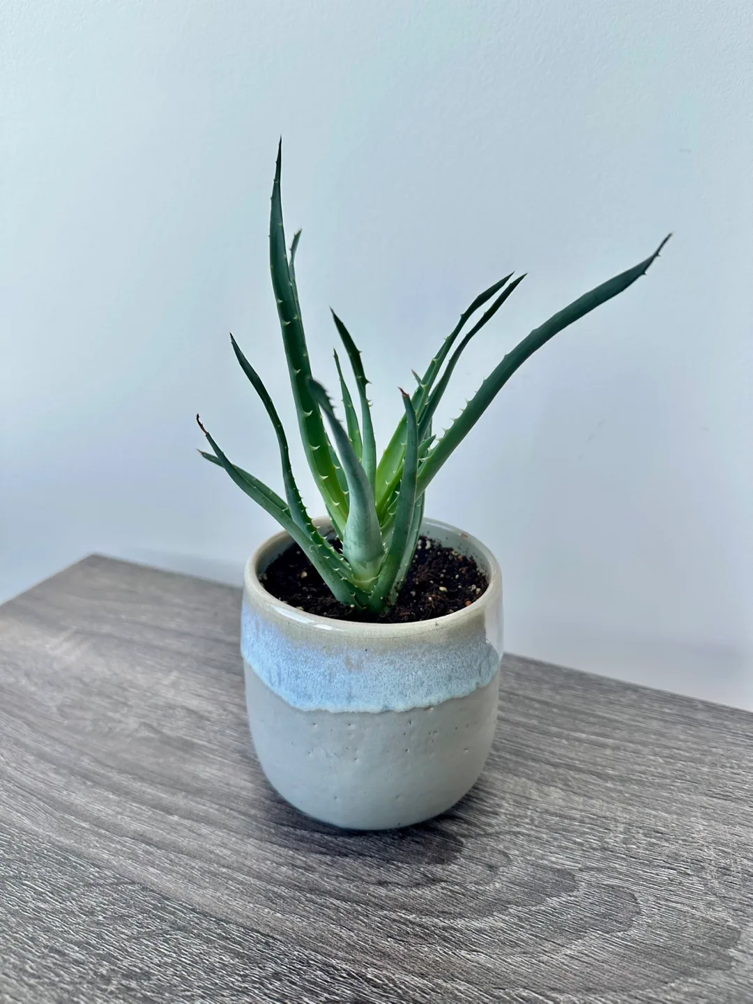 Aloe Plant in Ceramic Pot thumbnail