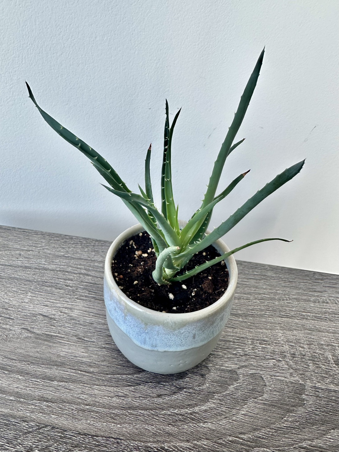 Aloe Plant in Ceramic Pot - photo 2