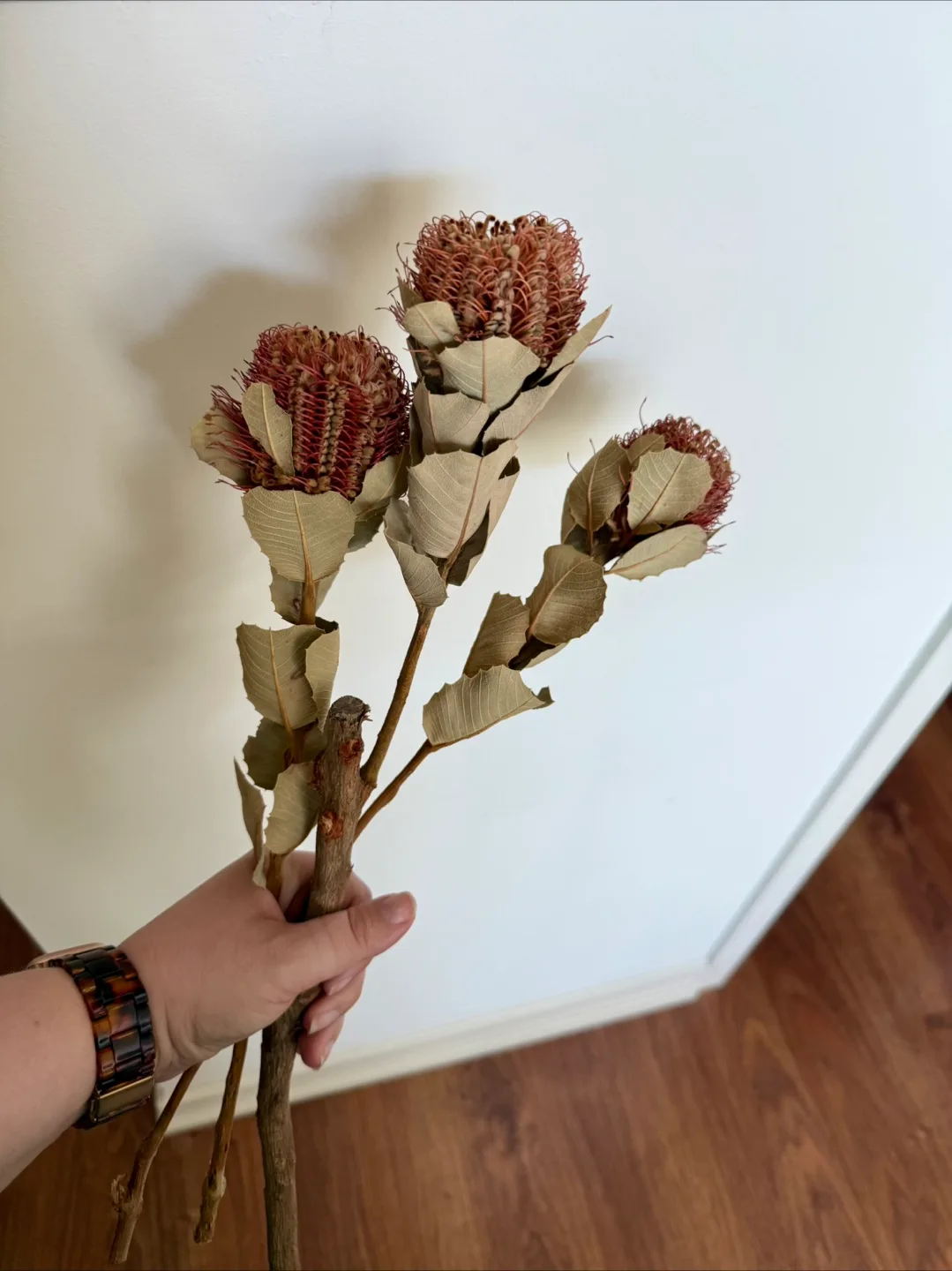 Dried Banksia - 3 pieces image indicator(2)