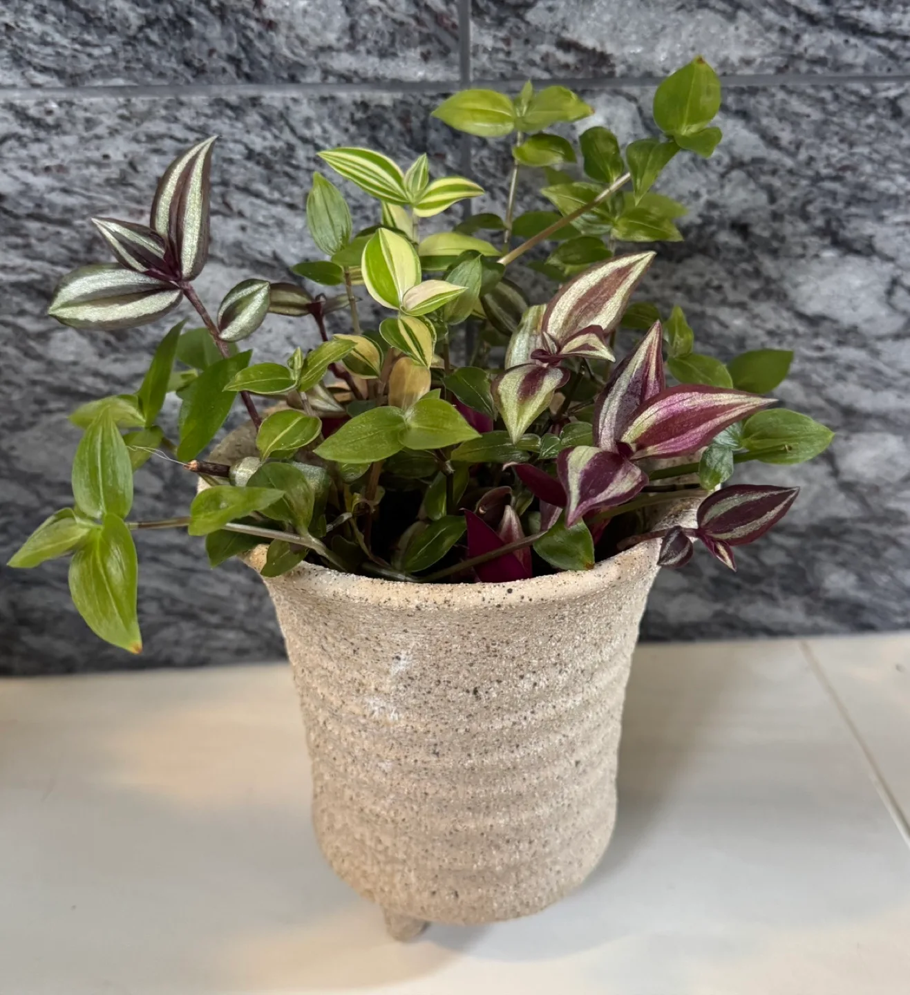 Plant thumbnail