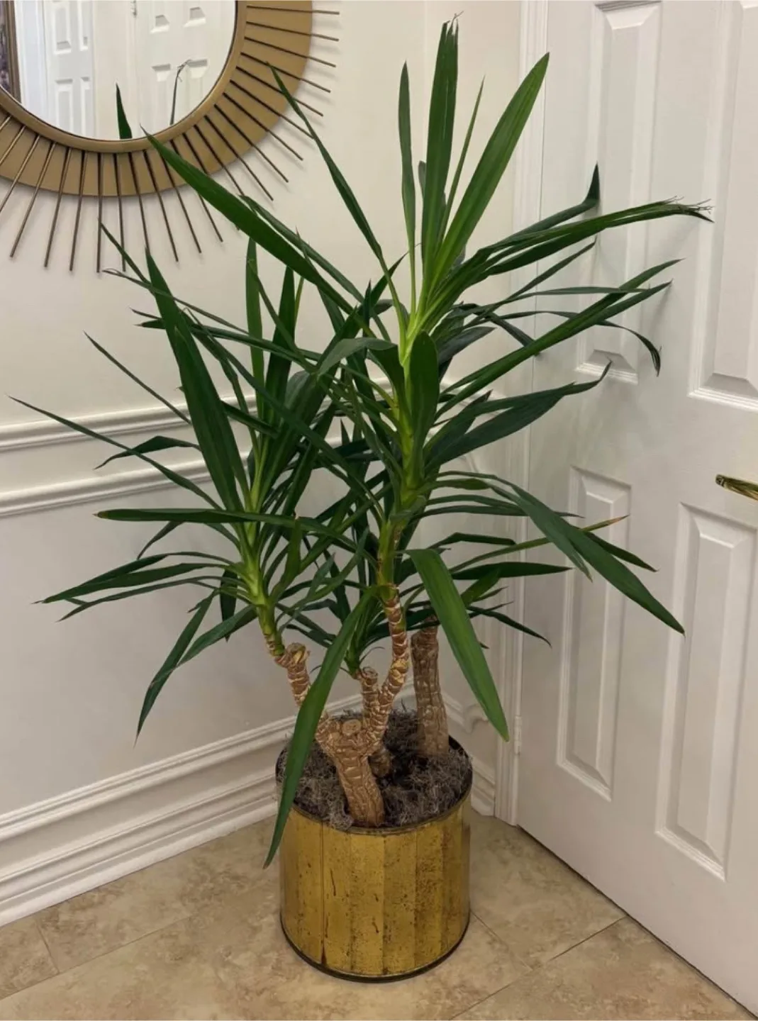 Yucca Plant in Gold Pot thumbnail