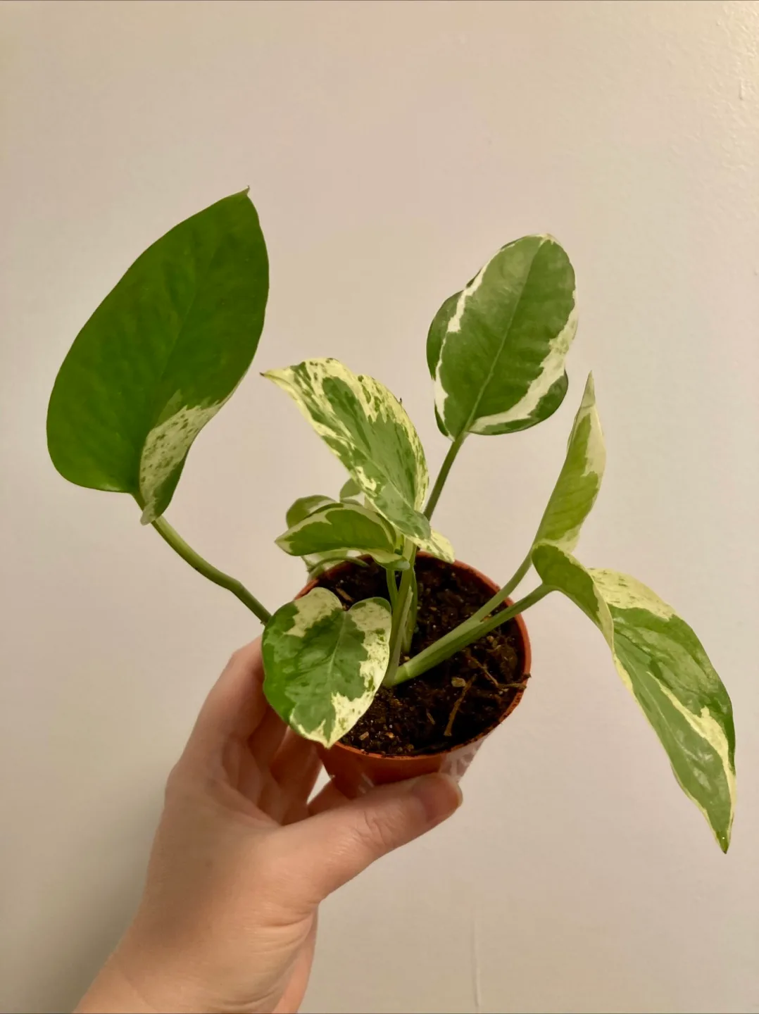 N’joy Pothos thumbnail