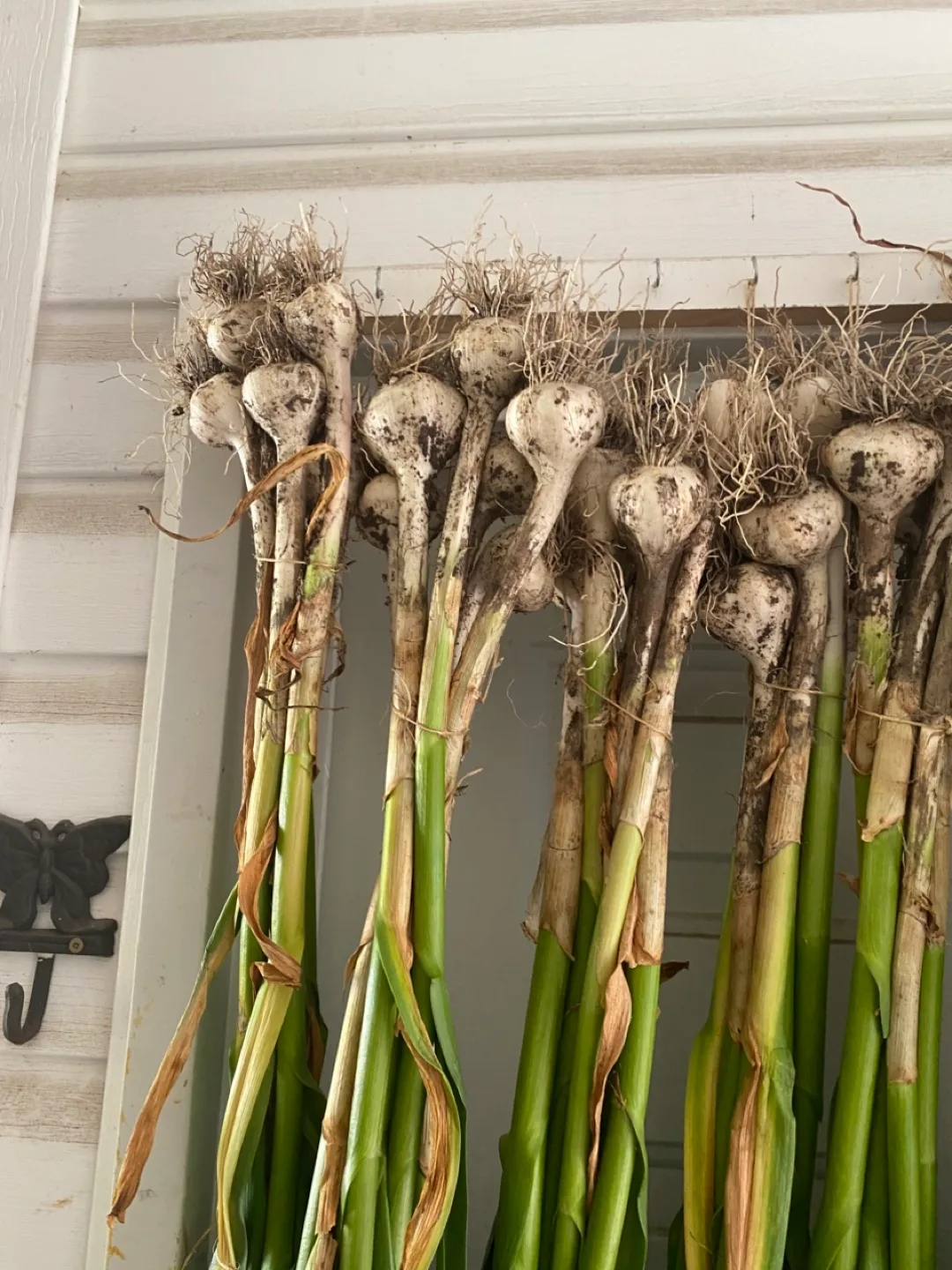 Fresh organic Garlic thumbnail