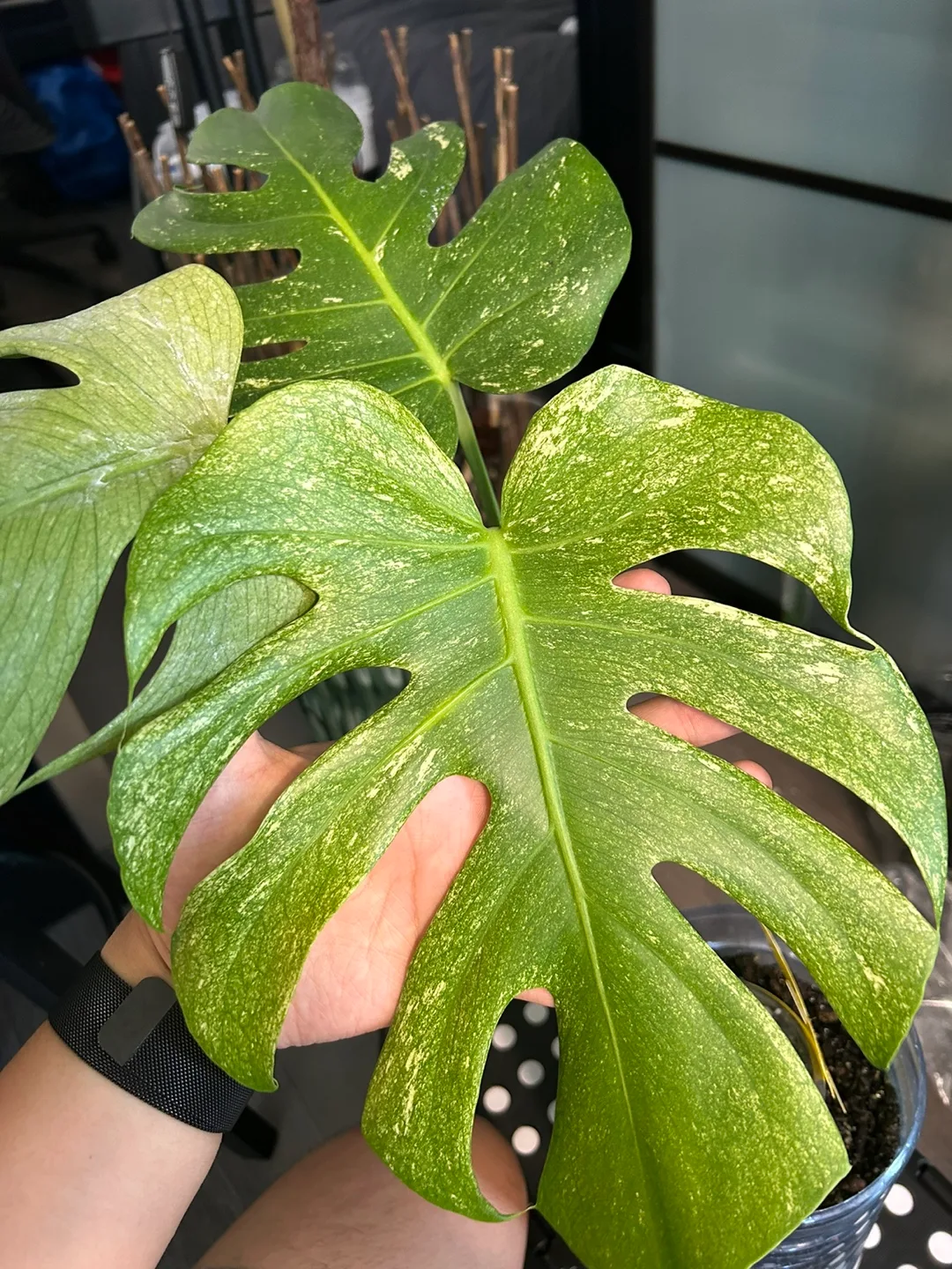 Rare plant purge thumbnail