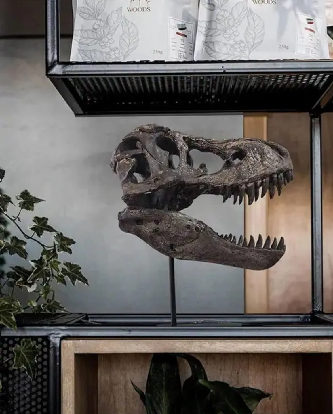 Dinosaur Skeleton Statue thumbnail