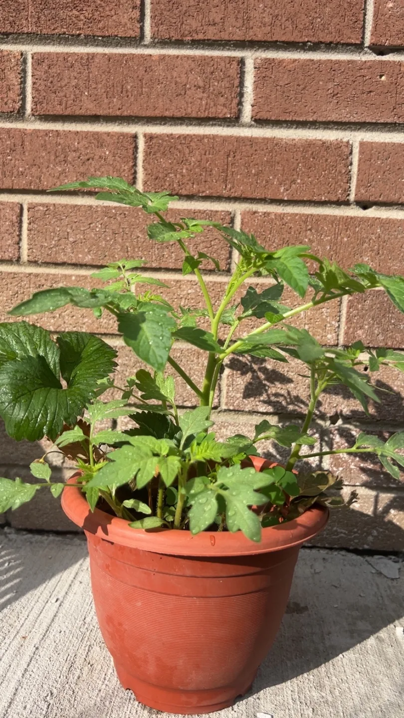 Potted Tomato Plants thumbnail