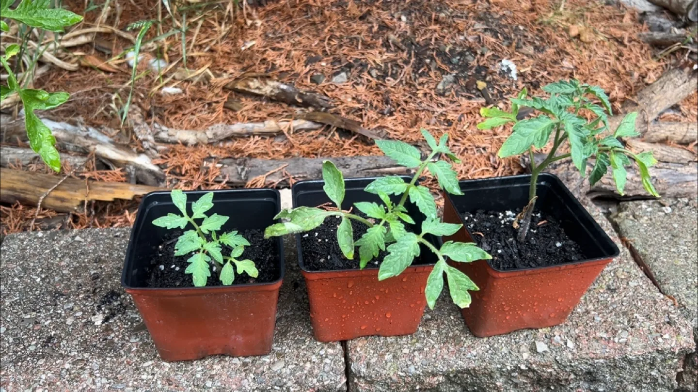 Tomato Seedlings - Ready to Plant! thumbnail