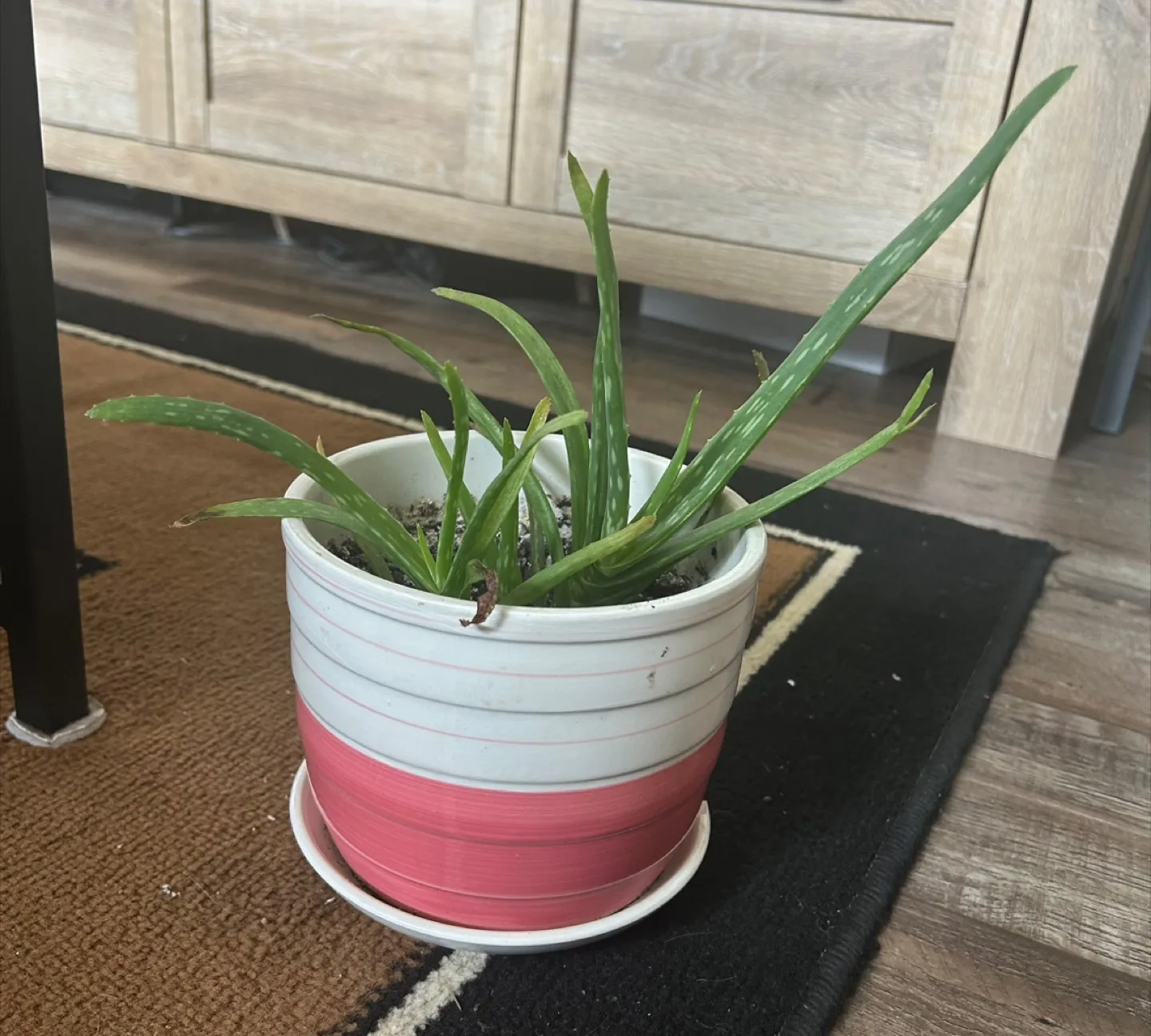 Potted Aloe Vera Plant thumbnail