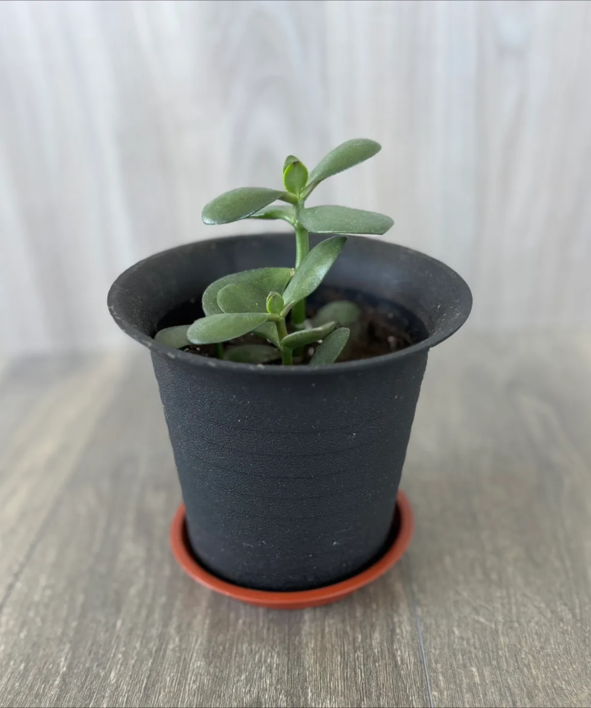 Jade Plant Trio in Black Pot 🧡 image indicator(2)