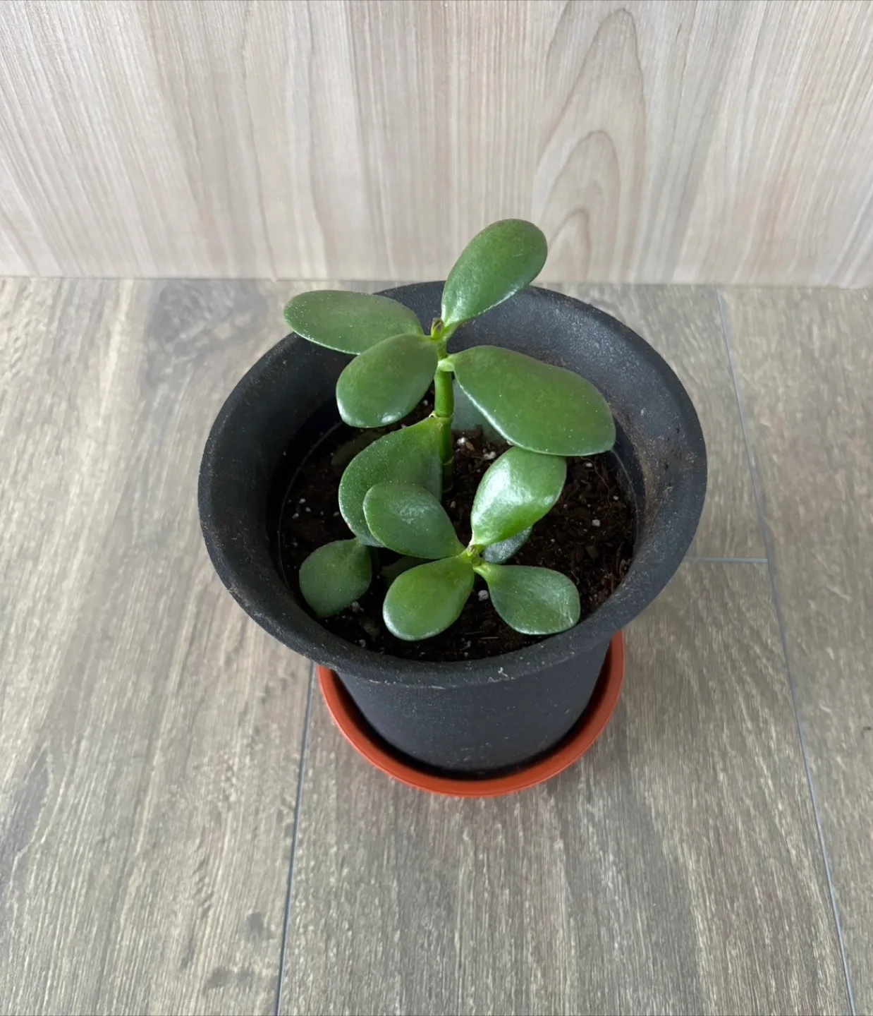 Jade Plant Trio in Black Pot 🧡 image indicator(3)