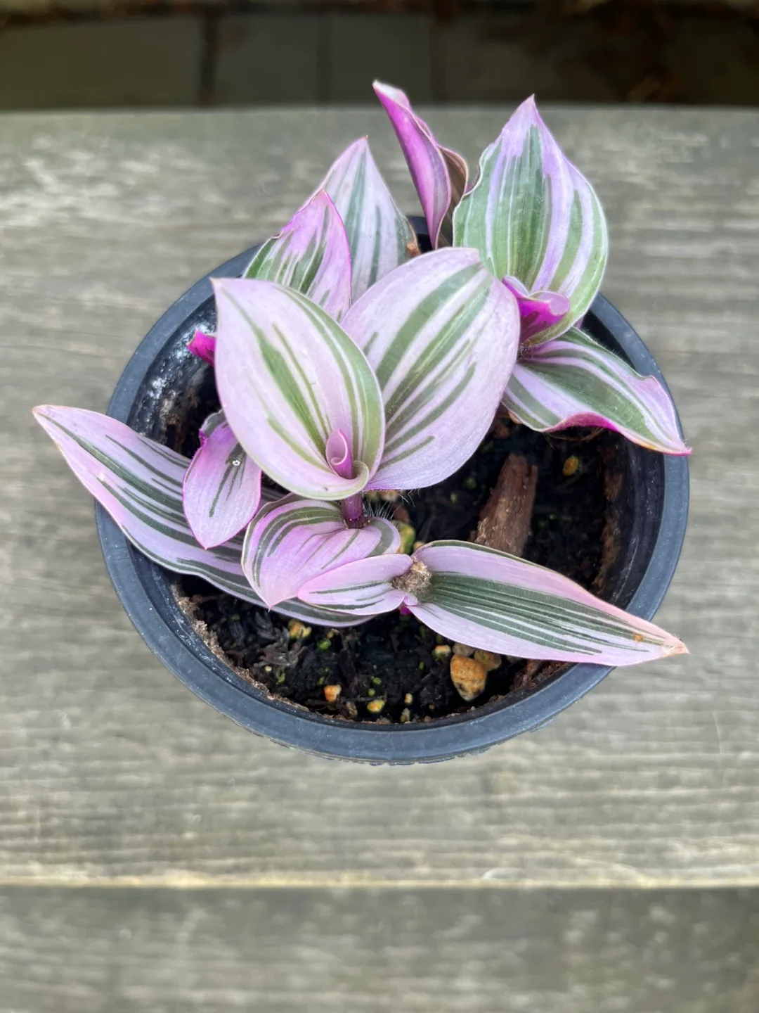 Tradescantia Nanouk Plant thumbnail