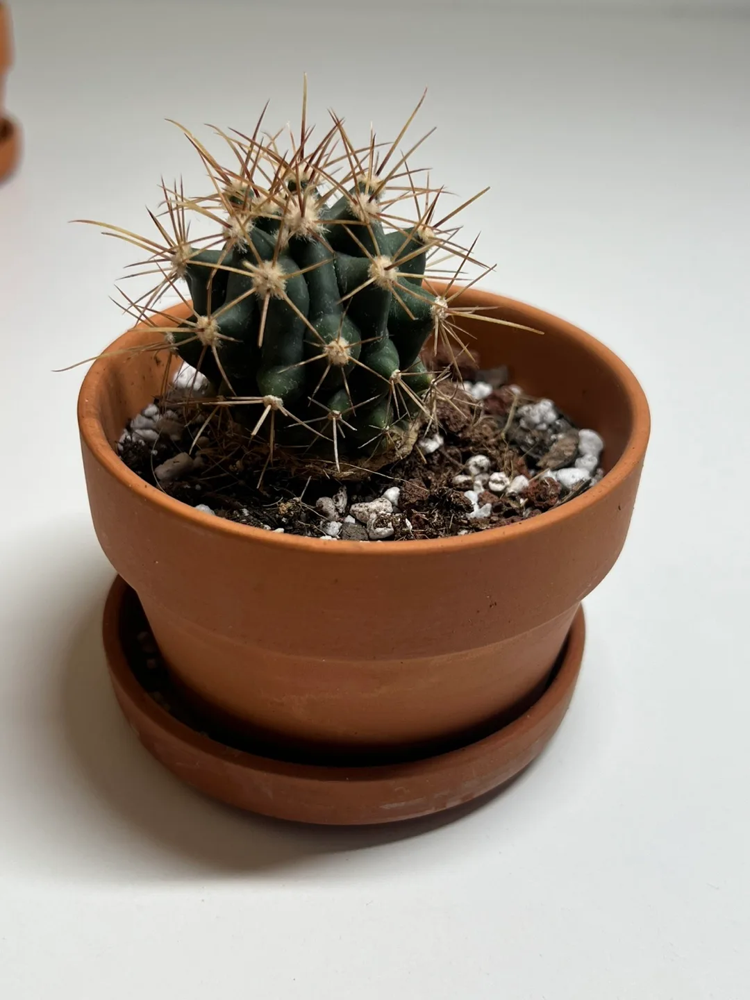 [MOVEOUT]🌵 Healthy Mini Cactus in Terracotta Pot (1) thumbnail