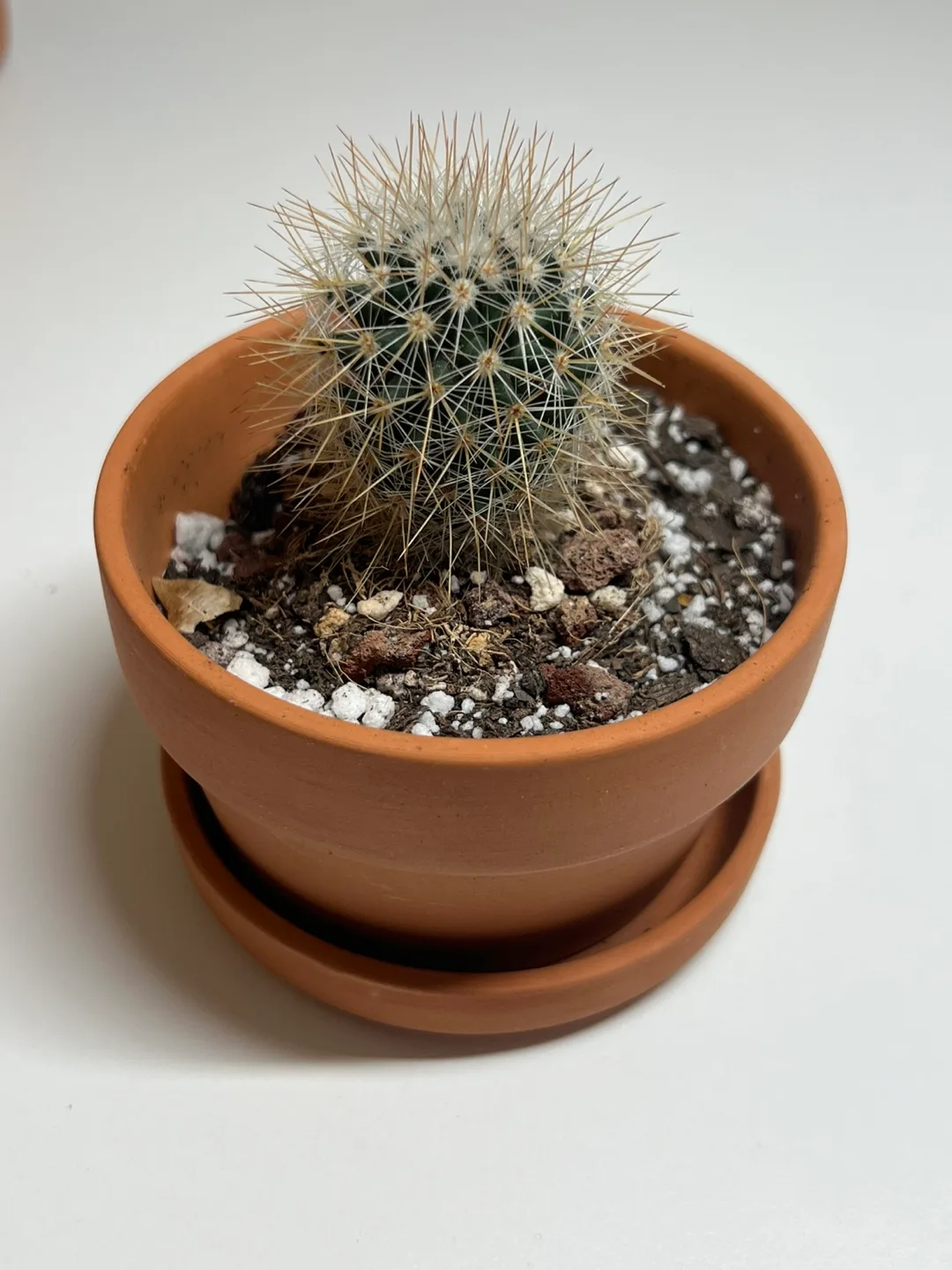 [MOVEOUT]🌵 Healthy Mini Cactus in Terracotta Pot (2) thumbnail