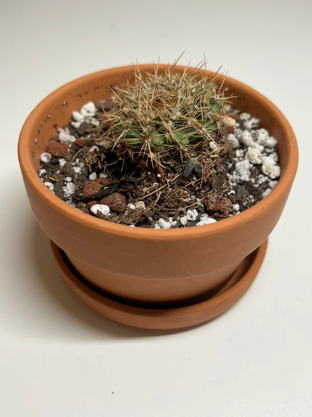 [MOVEOUT]🌵 Healthy Mini Cactus in Terracotta Pot (3) thumbnail
